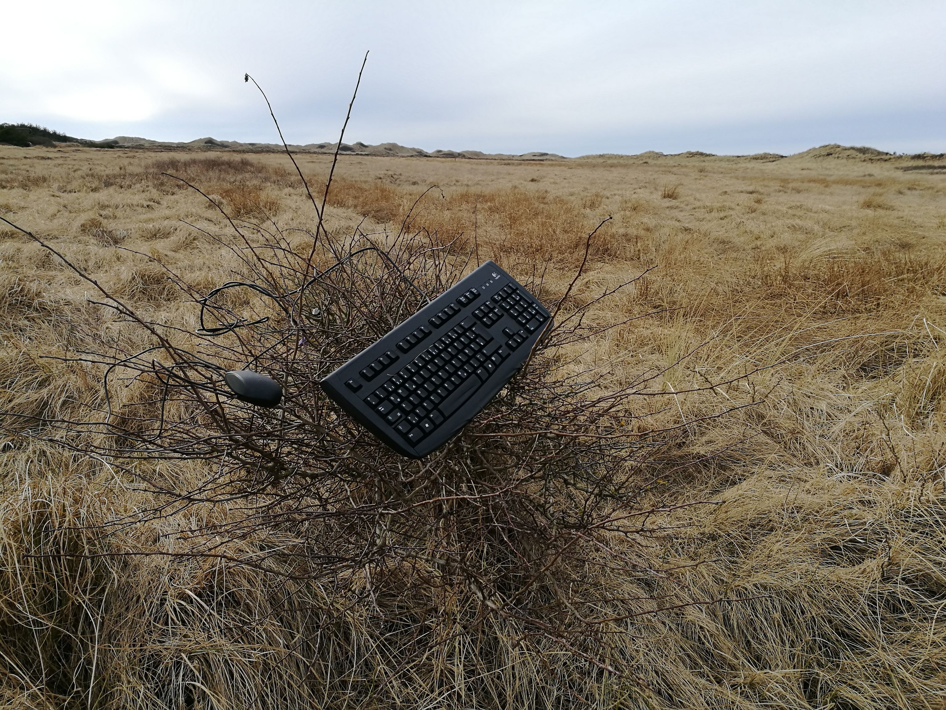 Eine Tastatur und eine Maus, die in einem Gestrüpp hängen. Im Hintergrund sind Dünen zu sehen.